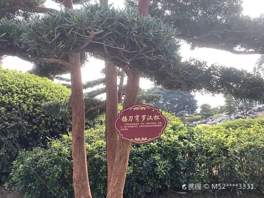 罗汉松园