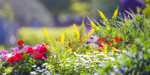 韓國道路公社全州樹木園