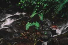 阁皂山风景名胜区-樟树