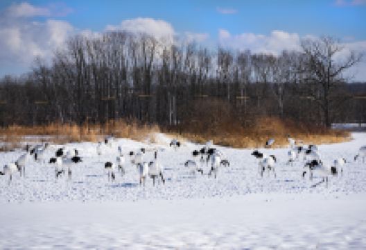 钏路市丹顶鹤自然公园景点图片