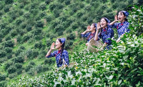 九华深处 茶香梅村