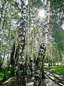 白桦林-布尔津-linglizi