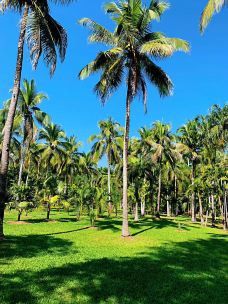 曼听御花园-景洪-非你不渴