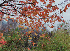 将乐游记图片] 槭树，在将乐品尝秋天的艳丽