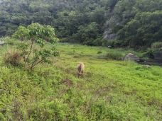 渔寮风景区-苍南-唏哩呼噜小猪猪
