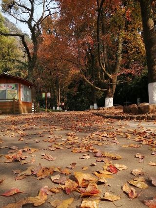 枫叶都红了，银杏也黄了，色彩缤纷的七星景区美如画