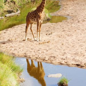 Serengeti