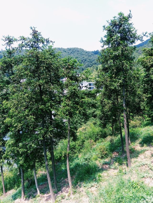 宋茗茶博园旅行图片 2