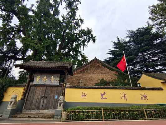 你知道吗？百塔寺1700年银杏树，比古观音禅寺的还长300年