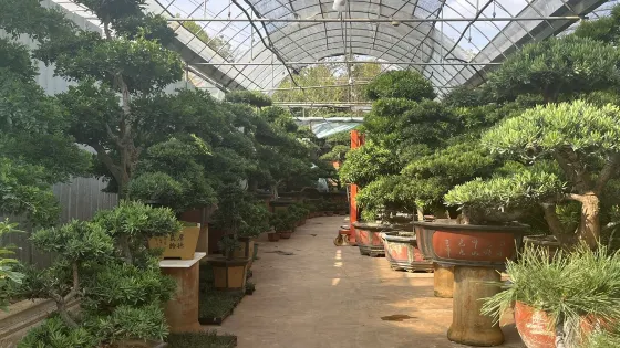 昆明斗南盆景花卉生態園