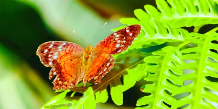 克萊爾蝴蝶中心