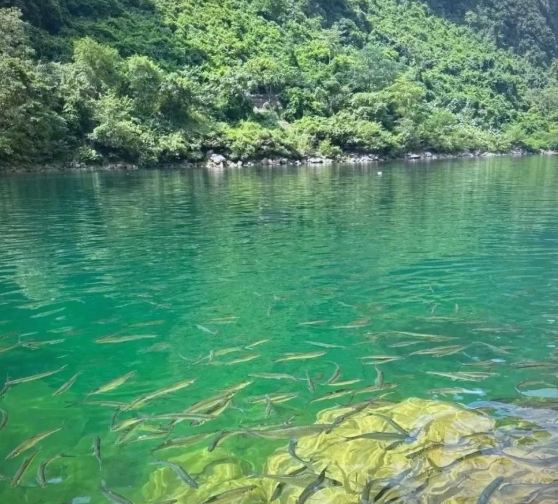 蓝刀鱼风暴角