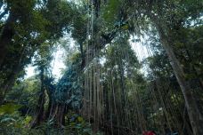 海南百花岭热带雨林文化旅游区-琼中-C-IMAGE