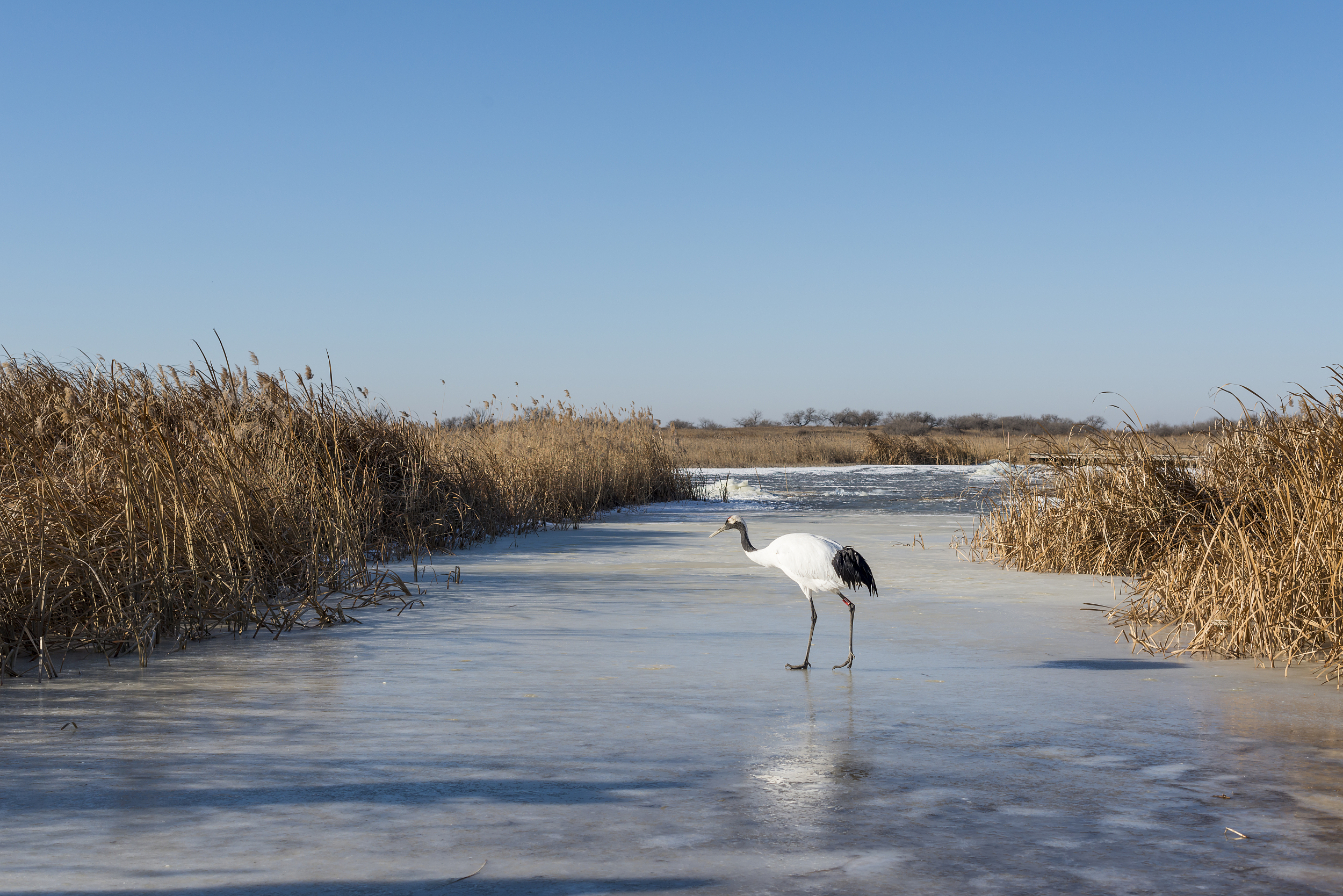 4-Day Baicheng Tour: Xianghai Nature Reserve, Taoer River Wetland Ecology