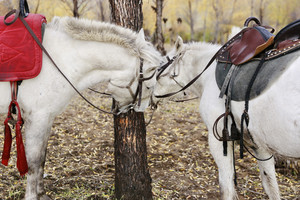 黑山头镇游记图文-中秋 骑马之旅（三、小马星星2）