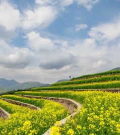 头陀镇游记图文-头陀梯田 油菜花开
