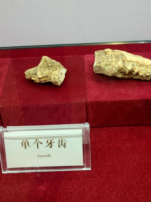 蓝田猿人遗址旅行图片 13
