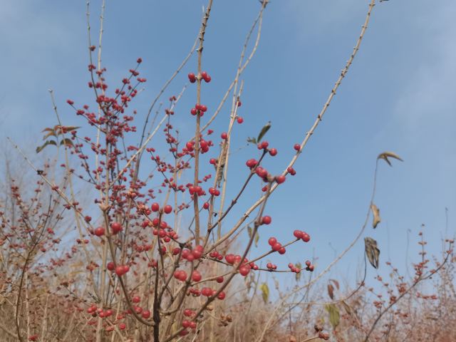 呼和浩特市赛罕区小黑河景观带旅行图片 4