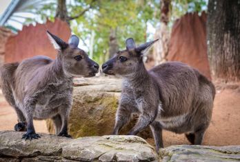 澳大利亚悉尼市区地标一日游【经典休闲小众日游，中文专车】【咱们主打经典休闲小众的一日游，整天包车跟随，中文专车。安全舒适服务好，让您轻松度过假期，】