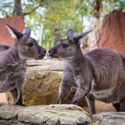 澳大利亚+新西兰16日13晚跟团游