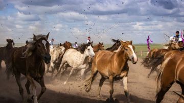 The Dance of Horses - Grand Equestrian Show