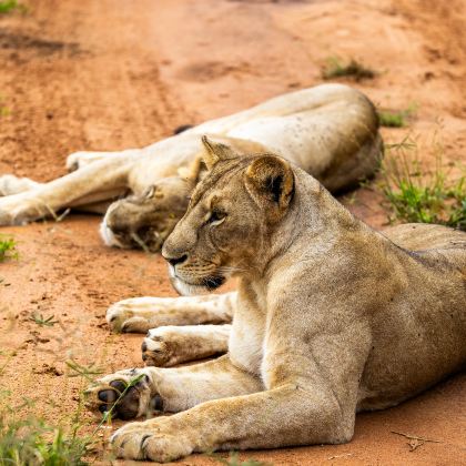 坦桑尼亚+塔兰吉雷国家公园+恩戈罗恩戈罗保护区+塞伦盖蒂国家公园10日7晚跟团游