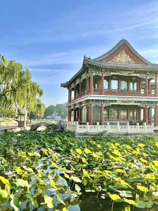 碧绿荷叶 卷舒开合任天真