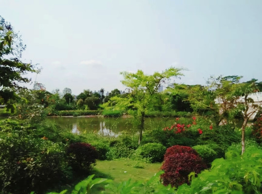 广州之十：海珠湖 春花夏花咏唱思绪绵绵的遐想（上）