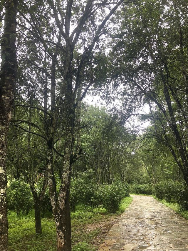 景迈千年万亩古茶园旅行图片 3