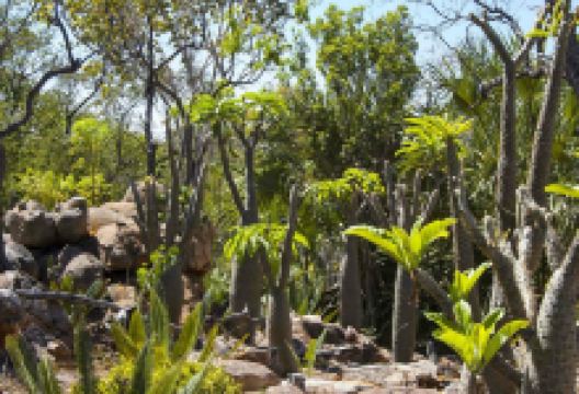 Jurassic Cycad Gardens景点图片