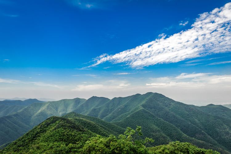 Sea of bamboo in Yixing