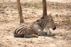 南昌动物园-南昌