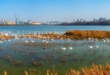 天鹅湖国家城市湿地公园景点图片