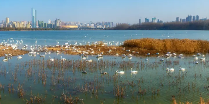 天鵝湖國家城市濕地公園