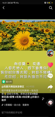 银川家门口赏花圣地,向日葵花海等你来打卡!