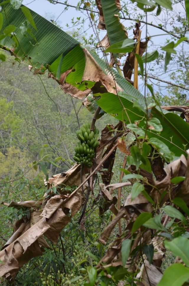 高黎贡山植物园旅行图片 14