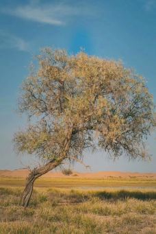 腾格里沙漠-阿拉善左旗-百合1203