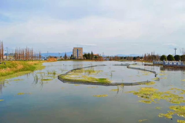 斗南湿地公园旅行图片 2
