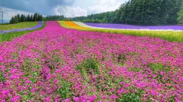 Farm Tomita