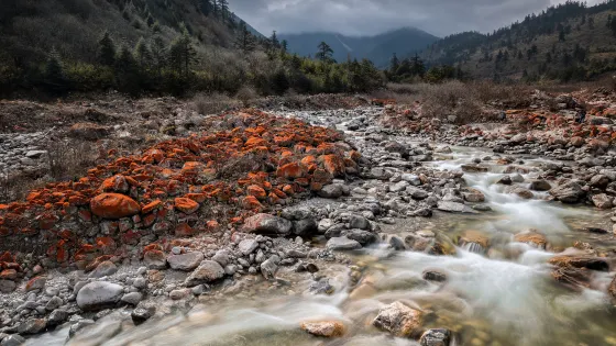 雅家埂