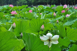 又见花城，碧玉芙蓉