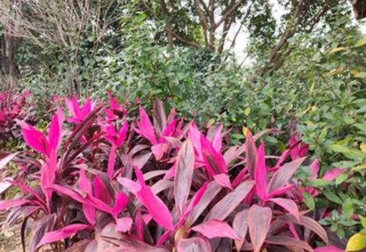 朱蕉,华丽高雅的观叶植物