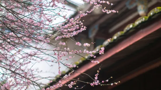 林陽寺