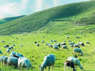 坐看河西不觉远,行进康乐大草原