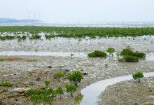 塭子头红树林生态保护区景点图片