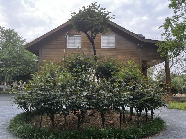南京玫瑰园旅行图片 1