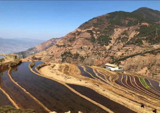 新山梯田旅行图片 3