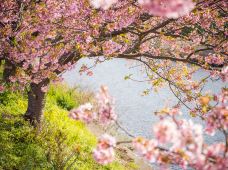 河津樱花-河津町