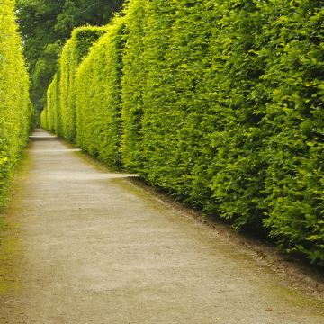 匈牙利+奥地利+德国7日6晚私家团