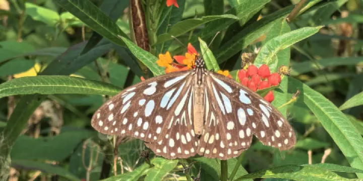 西雙版納蝴蝶園